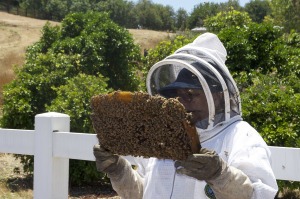 become a beekeeper