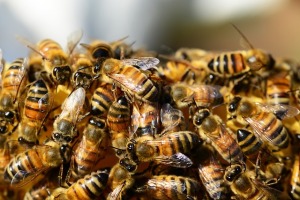 Honeybee cluster to keep warm in winter
