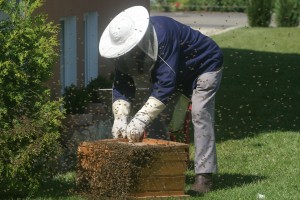 honeybees at work