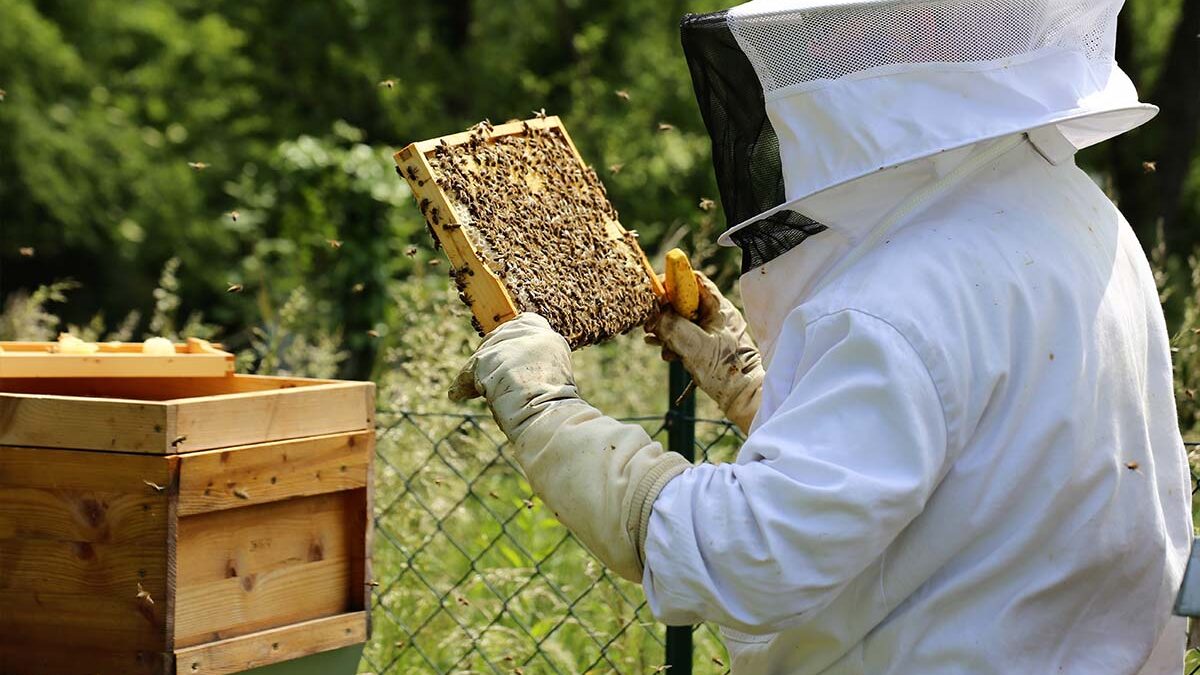 beekeeping