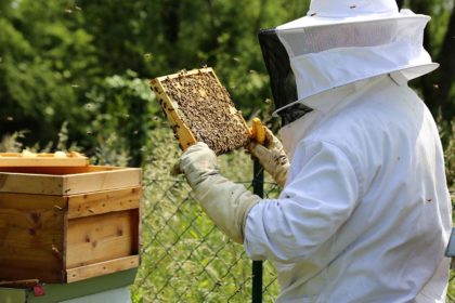 Beekeeper is working with bees and beehives on the apiary. Beekeeper on apiary. beekeeping
