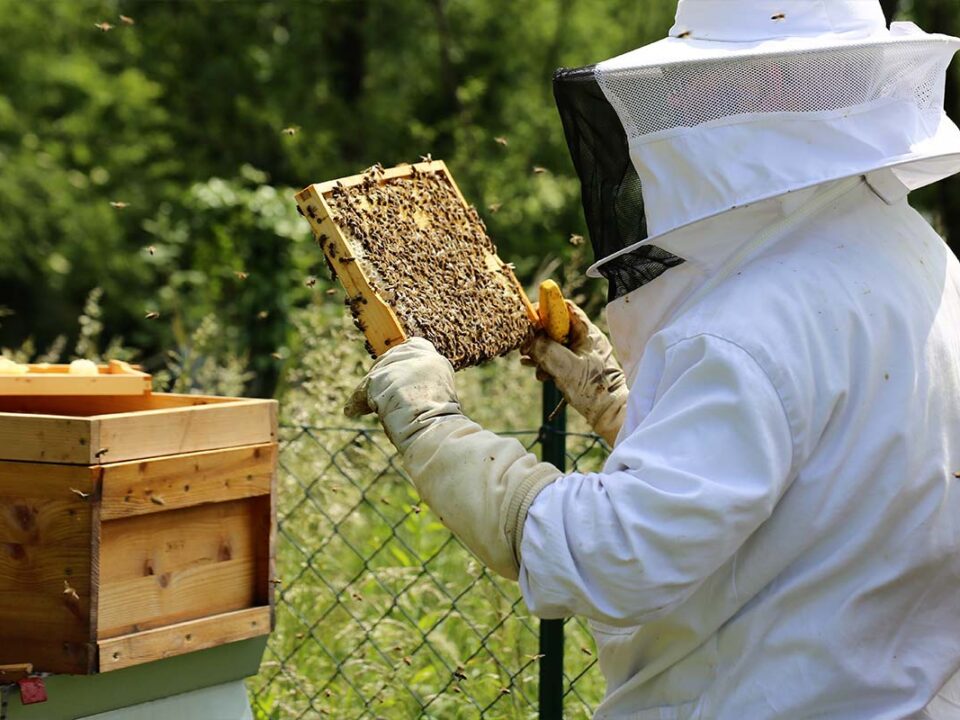 beekeeping
