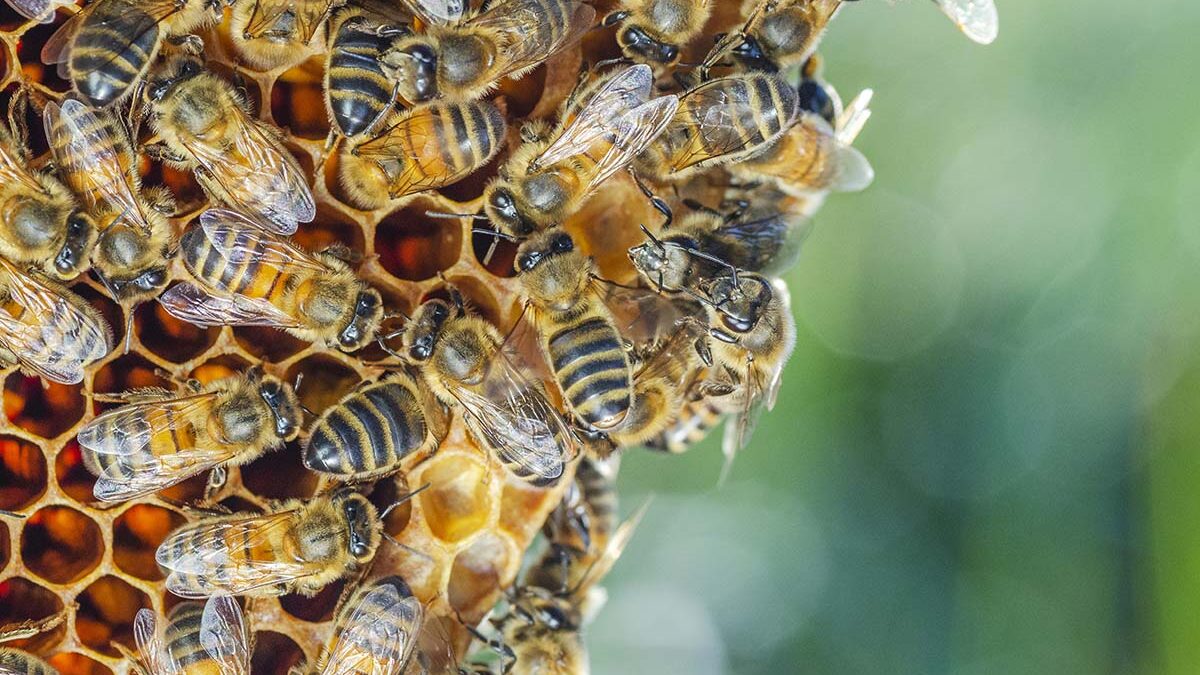 cluster of bees