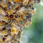 cluster of bees
