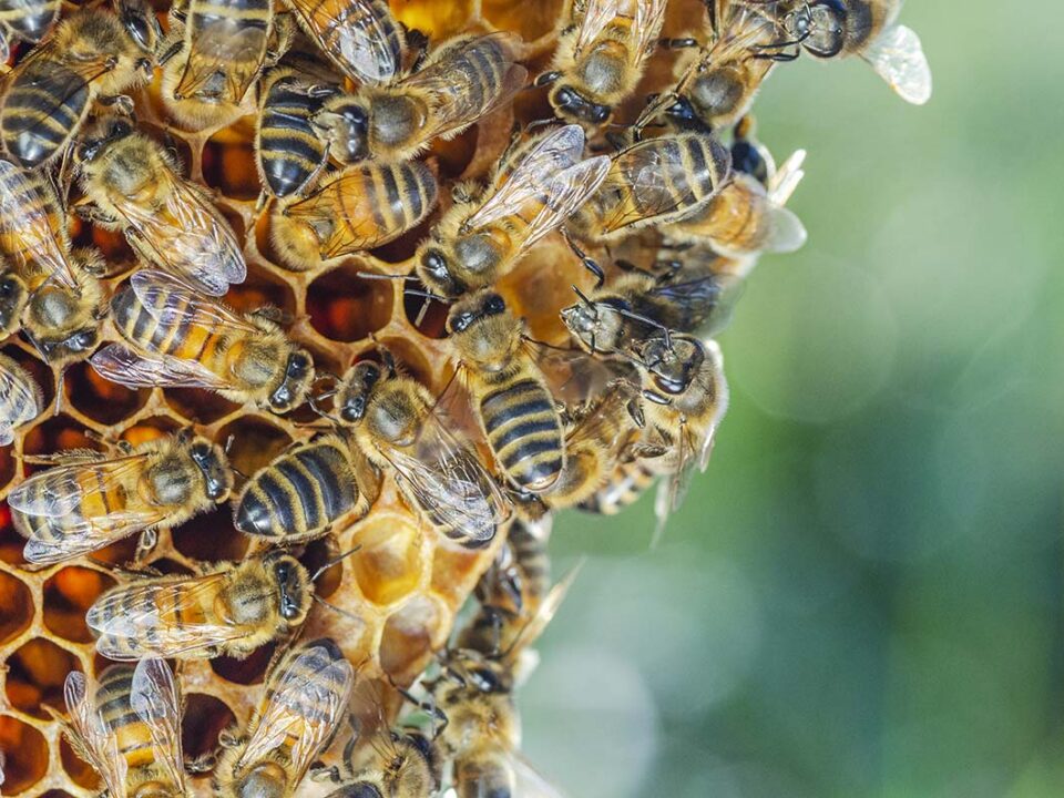cluster of bees