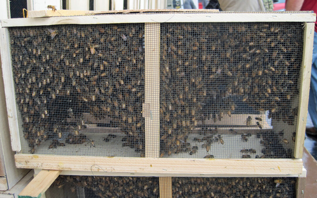 package bees