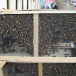 package bees