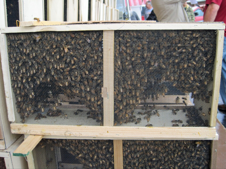 package bees