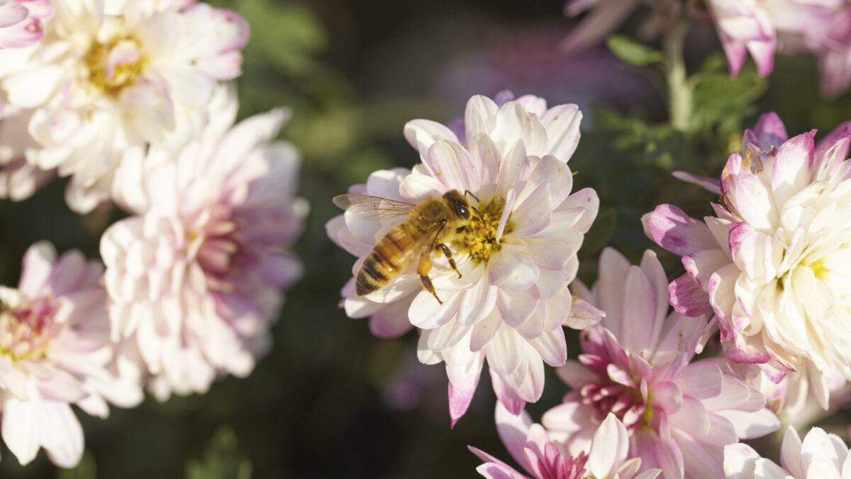 Bee Garden