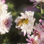 Bee Garden