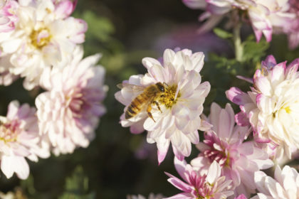 Bee Garden Bee Garden