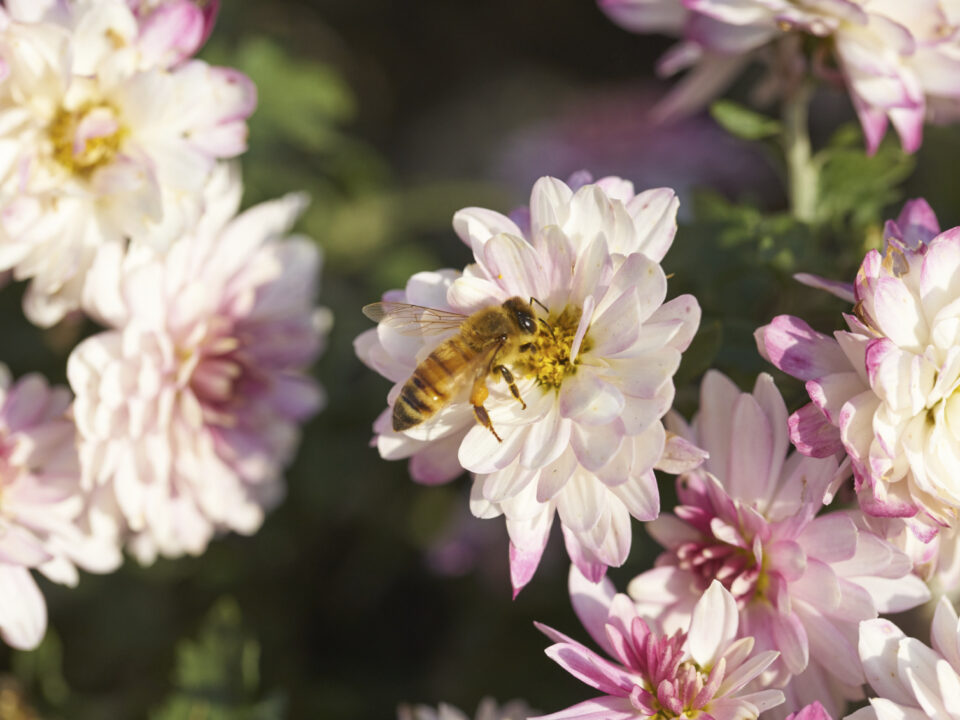 Bee Garden