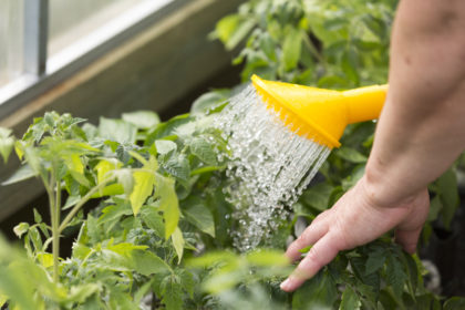 Watering can watering young plants