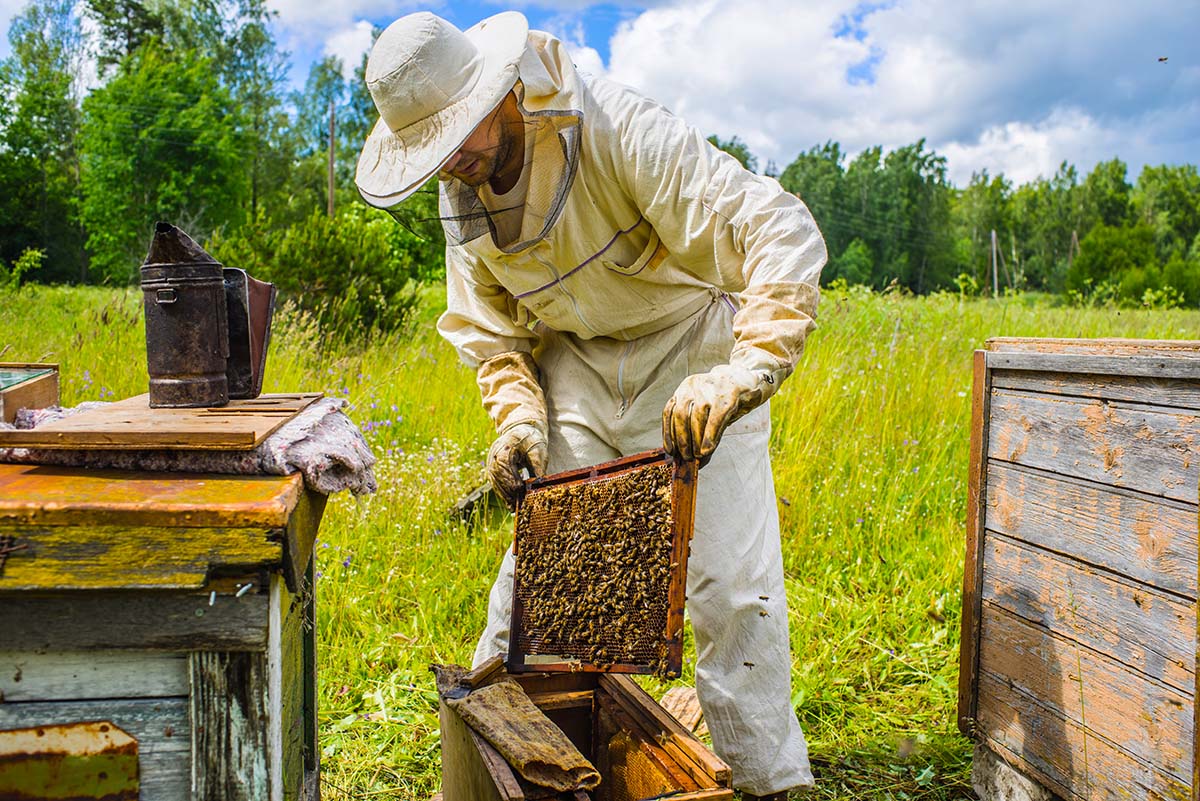 Beekeepers What Does It Take To Be Successful Bee Well Honey