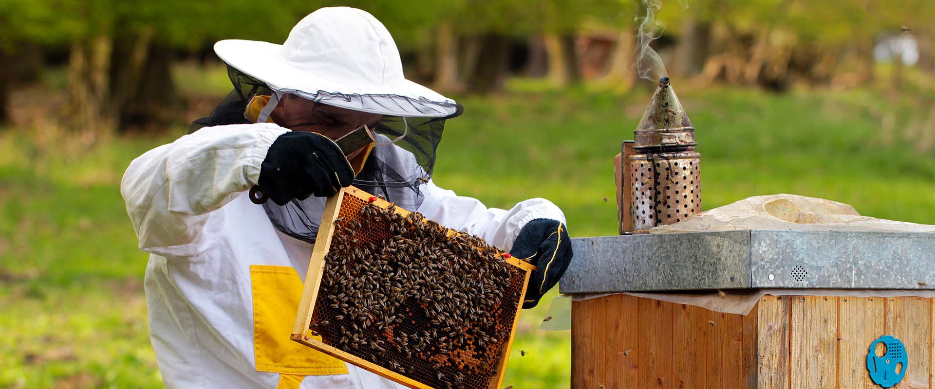 Honey Bee Equipment Sale