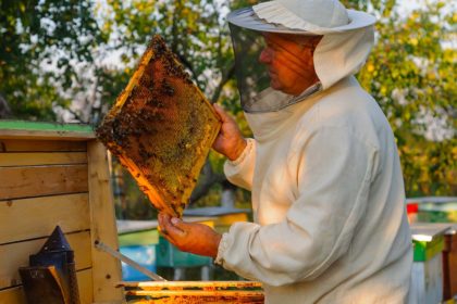 Beekeeper is working with bees and beehives on the apiary.