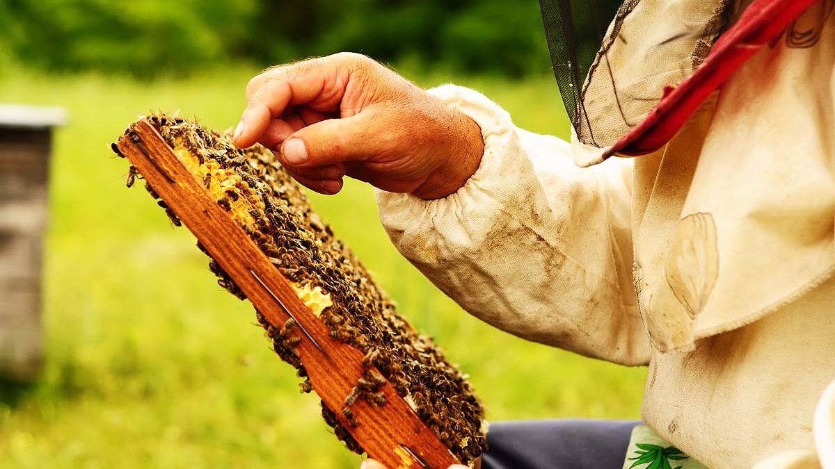 beekeeper