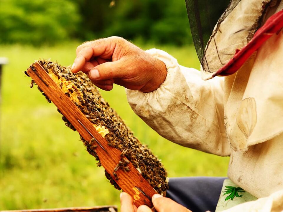 beekeeper