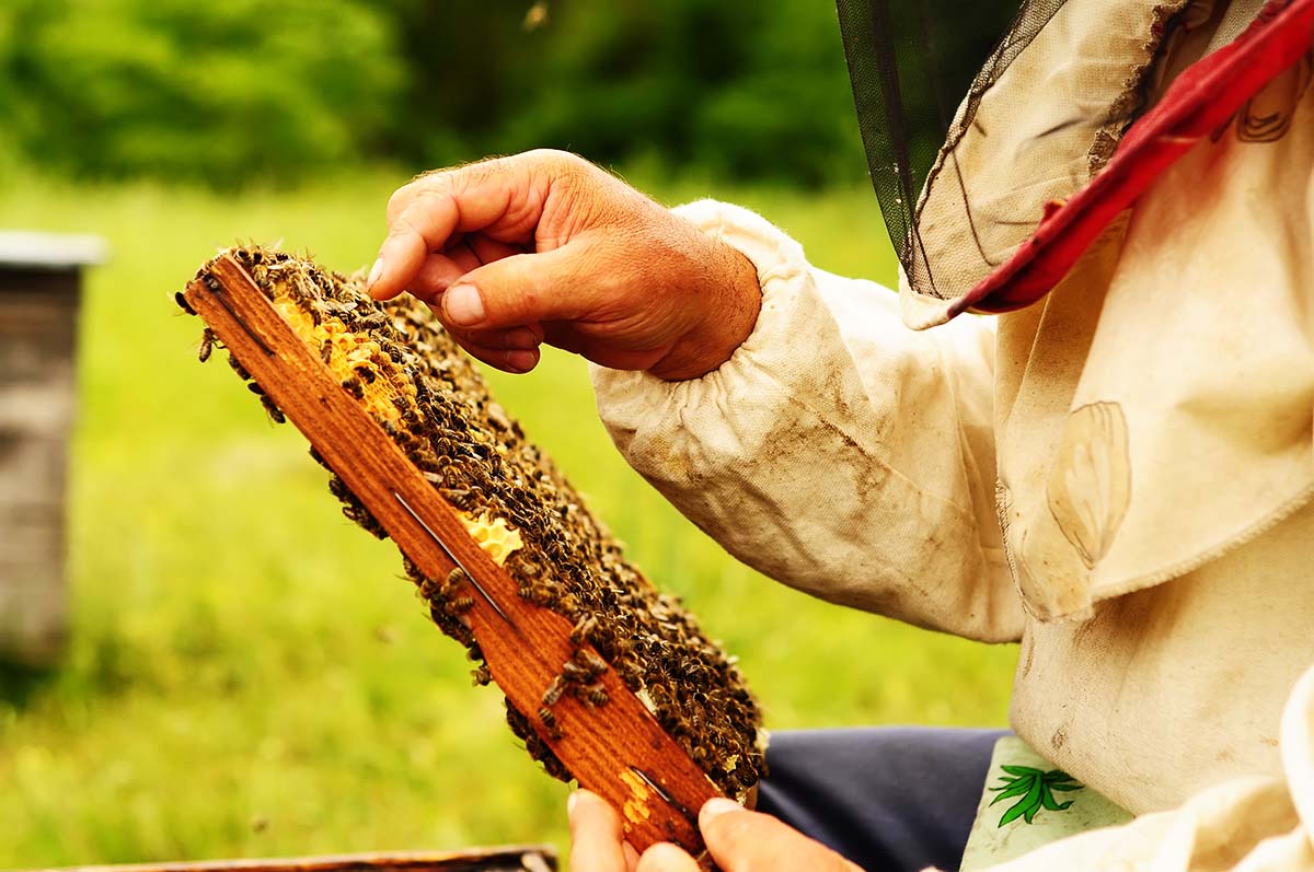 Beekeeping safety tips in spring