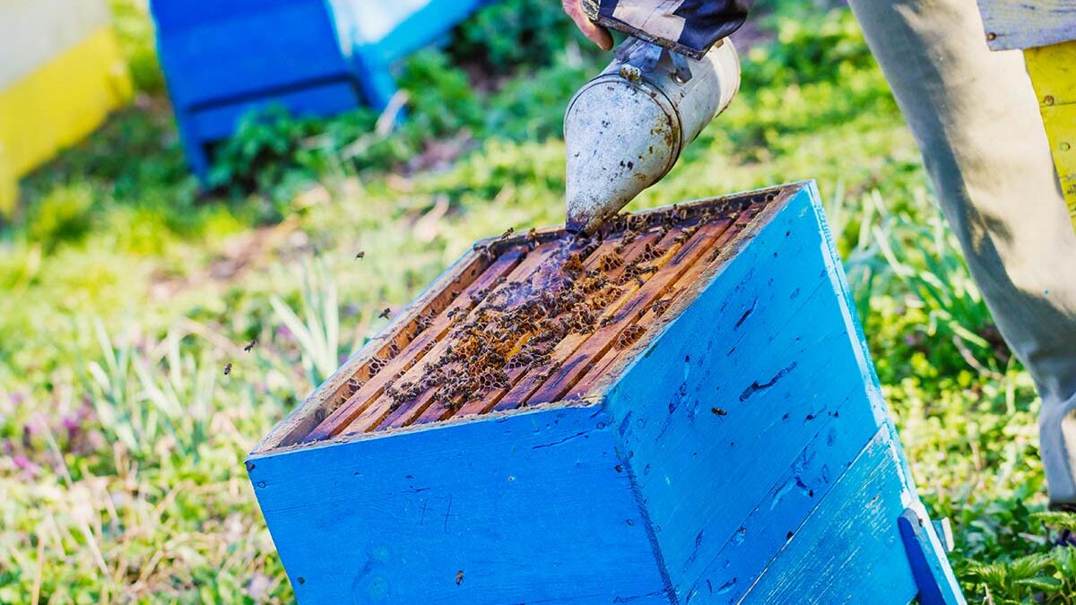 bee well honey farm beekeeping