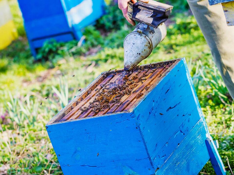 bee well honey farm beekeeping