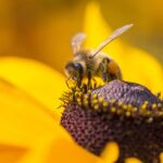 bee well honey farm