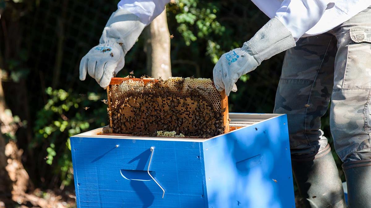 bee well honey farm