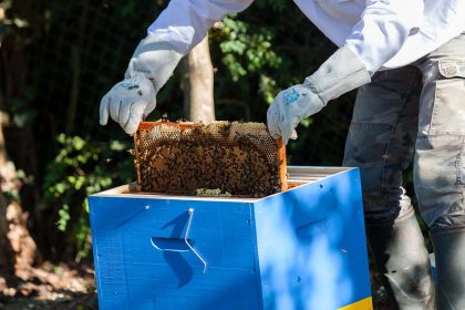 Abeilles et ruche. bee well honey farm
