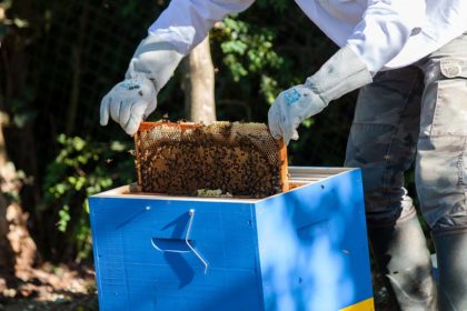 Abeilles et ruche. bee well honey farm