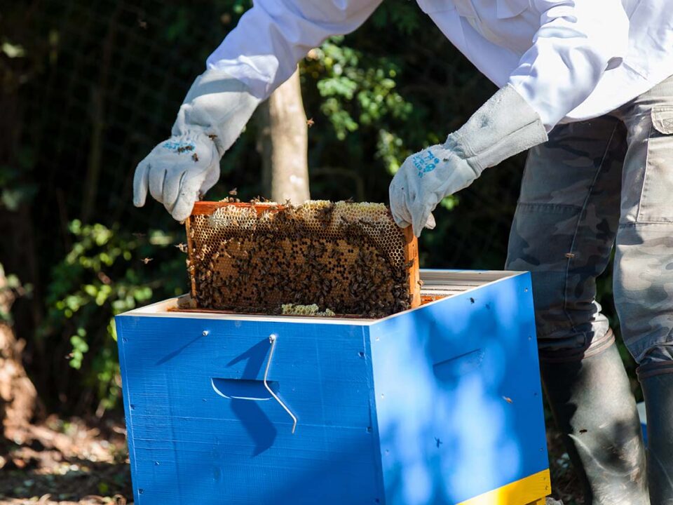 bee well honey farm