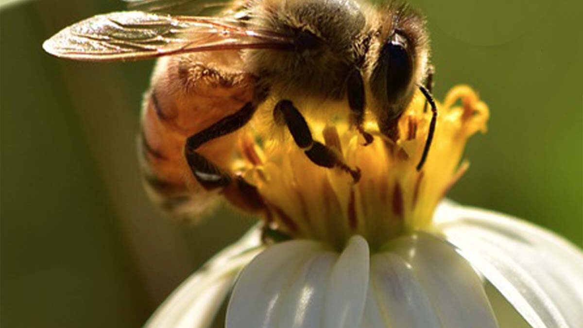 bee well honey farm