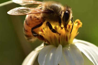 sc beekeepers association summer conference 2017 bee well honey farm