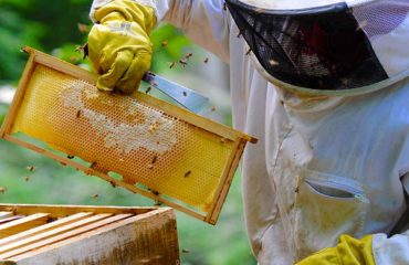 beekeeping class