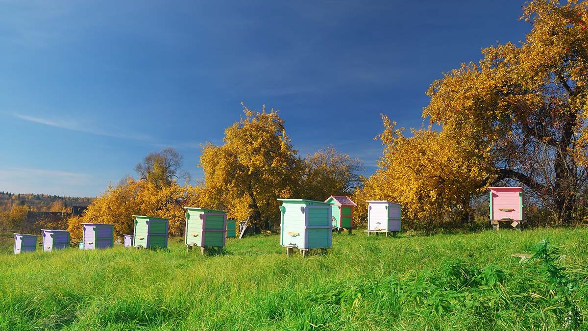 bee well honey