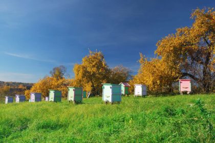 Honey bee hives bee well honey