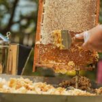 bee well honey farm