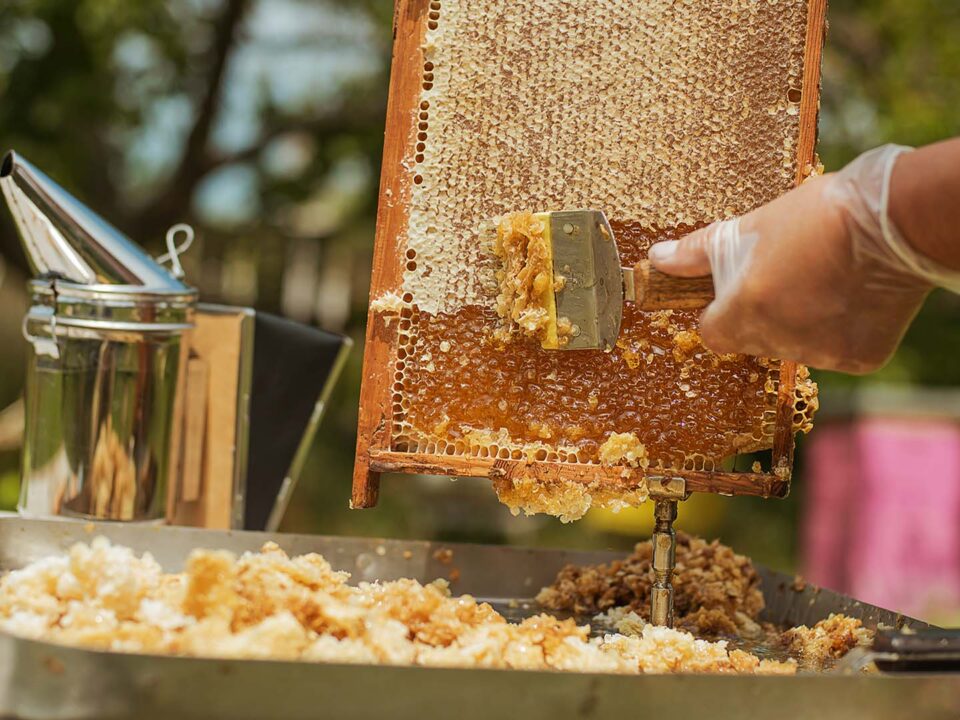bee well honey farm