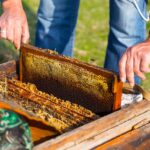 bee well honey farm