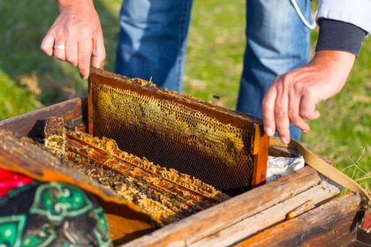 frame with bees in the hands of the apiary bee well honey farm