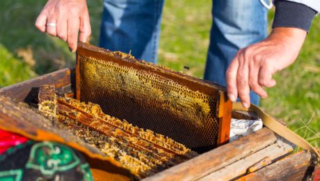 Honey Pollen Garden Shovel Scraper Bee Hive Beekeeping Equipment Supplies HI 