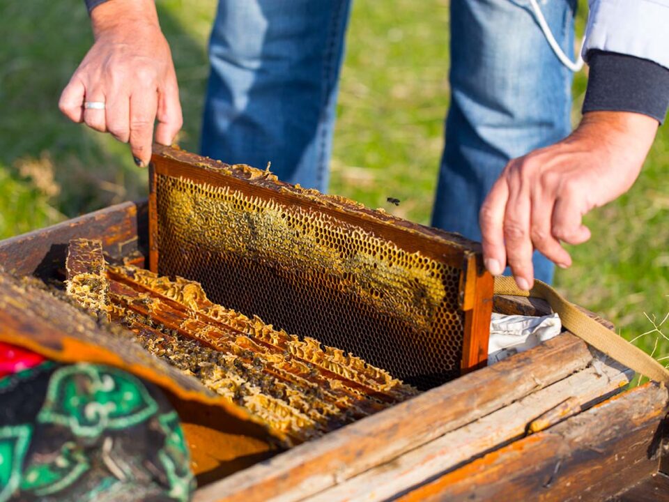 bee well honey farm