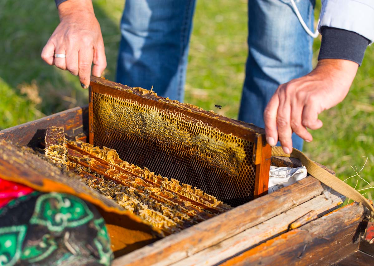 Beekeepers - What Does It Take To Be Successful - Bee Well Honey