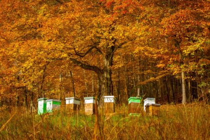 Indian Summer In West Virginia bee well honey