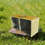 honey bees for sale