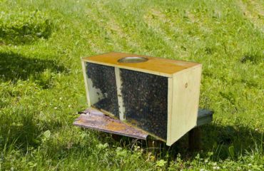 honey bees for sale