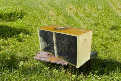 package bee image honey bees for sale