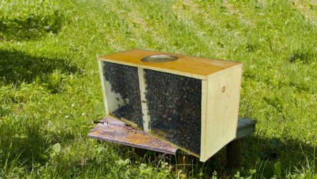 honey bees for sale