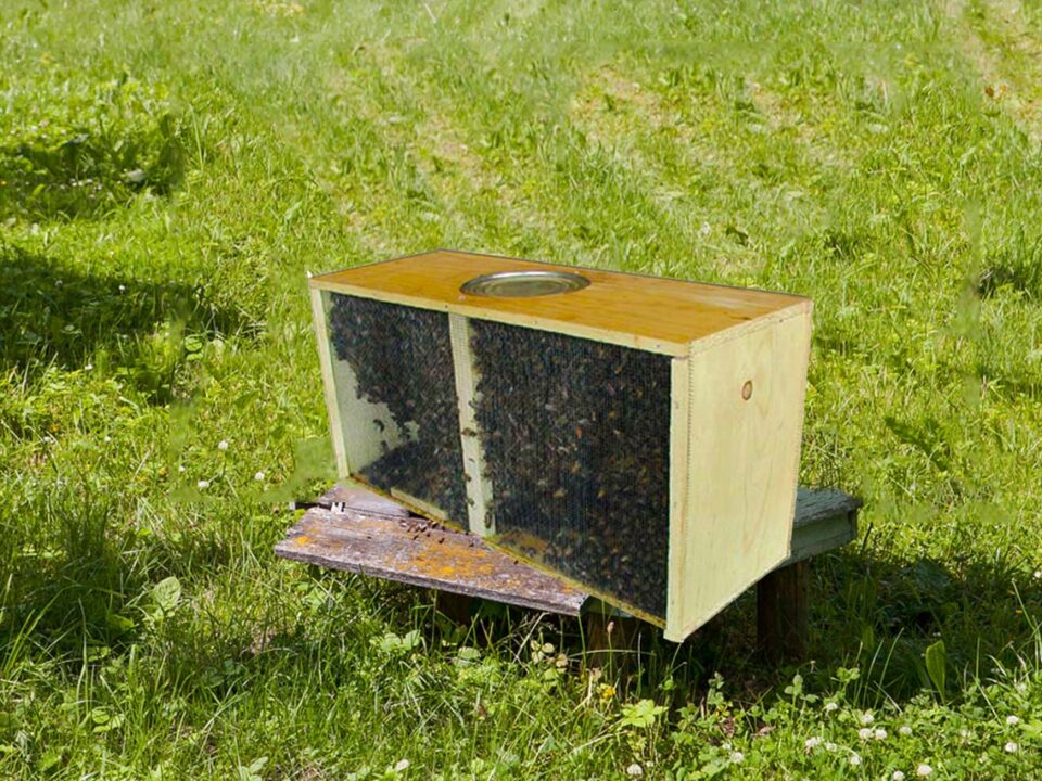 honey bees for sale