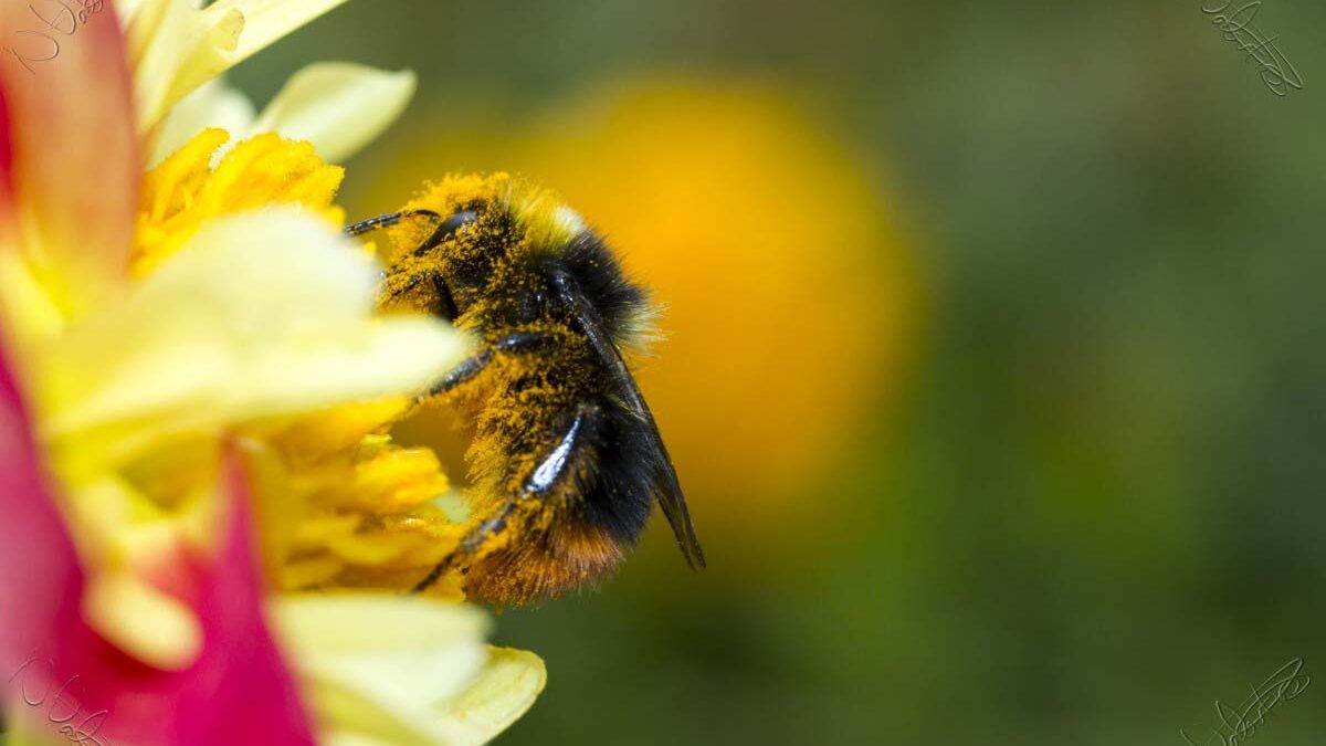 bee well honey farm
