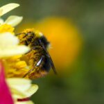 bee well honey farm